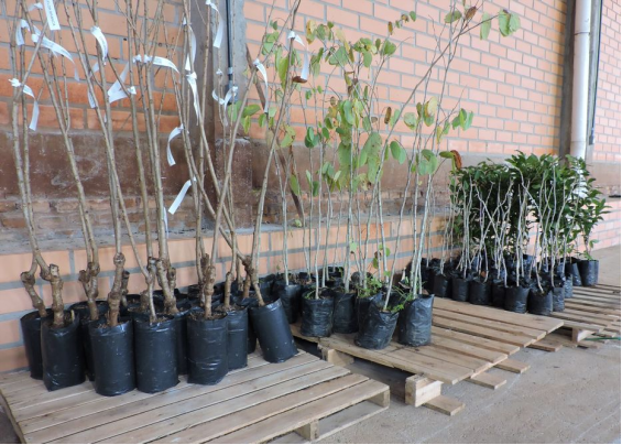 PROJETO ARBORIZAR
